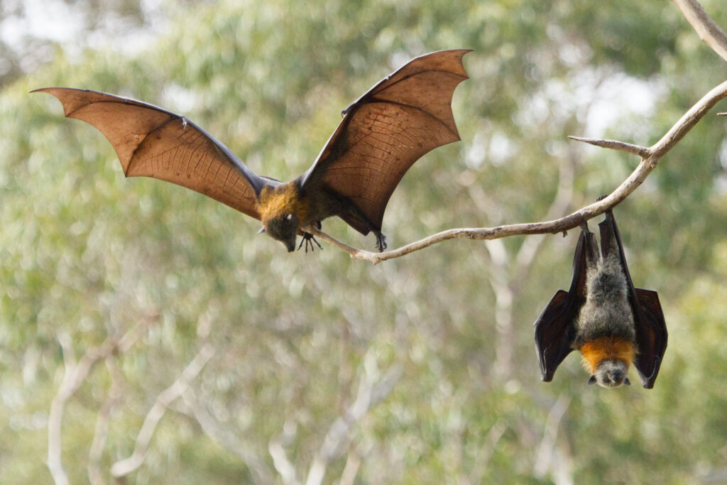 Nipah