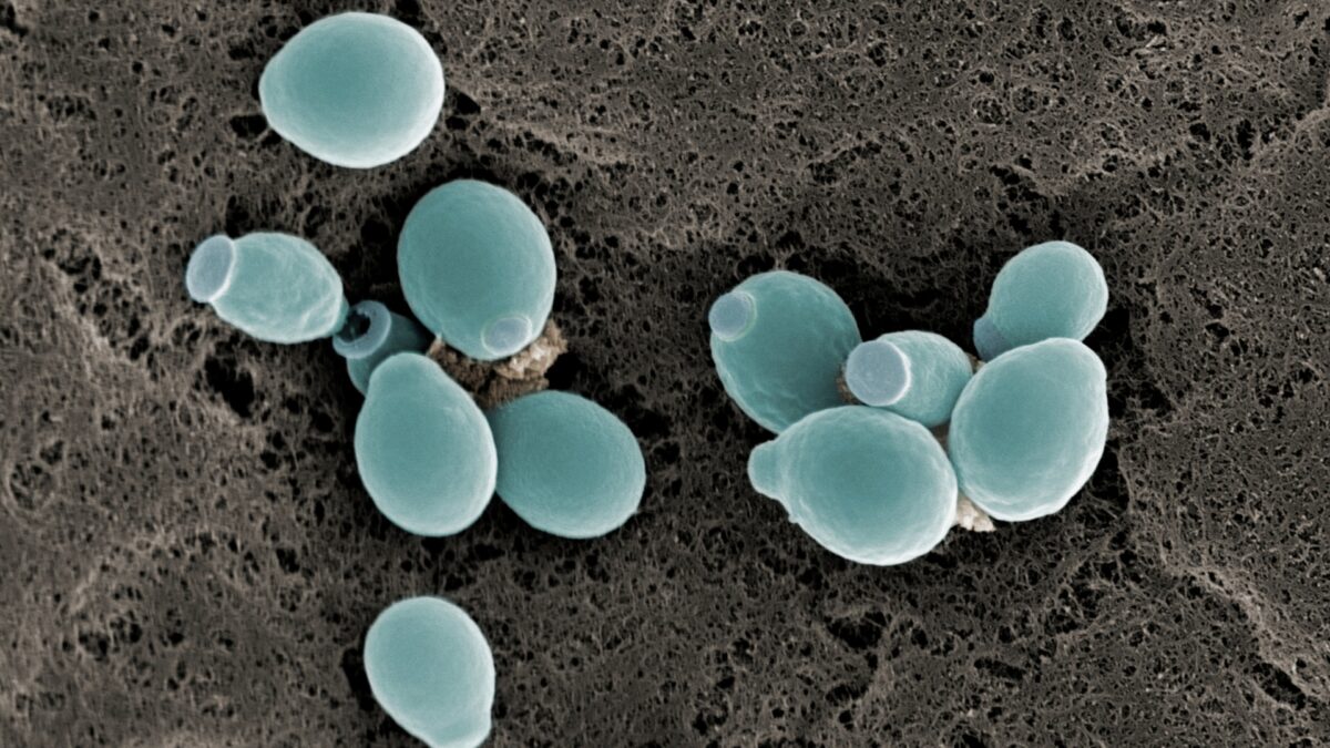 albicans