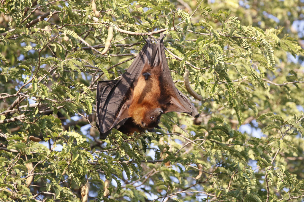 virus Nipah