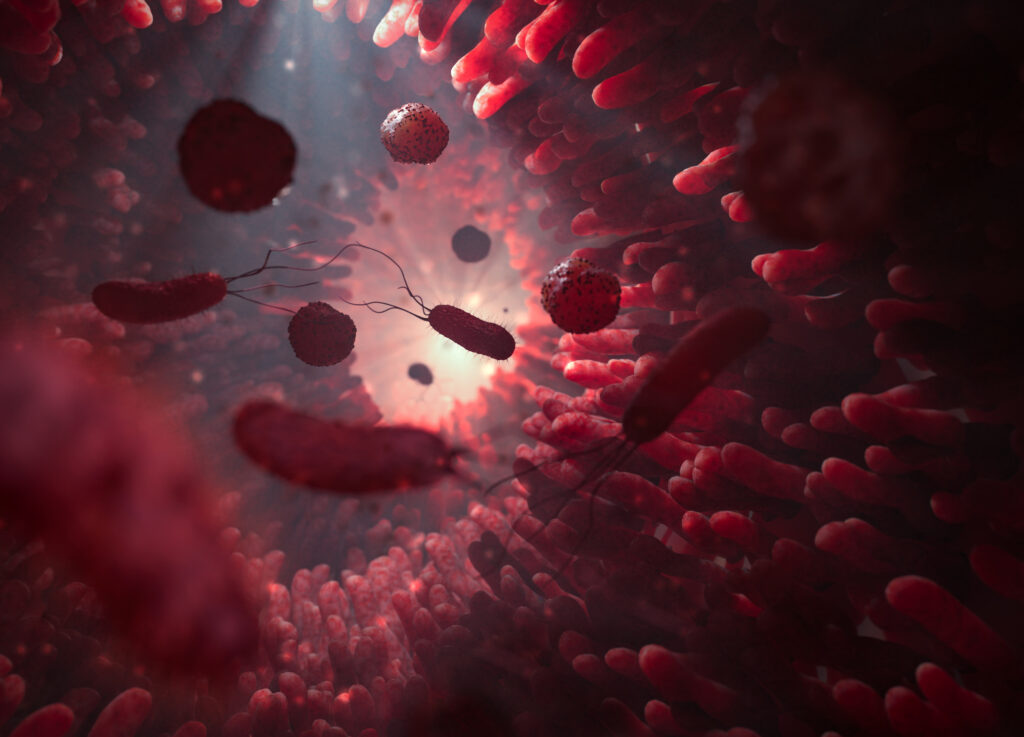 bacteroides