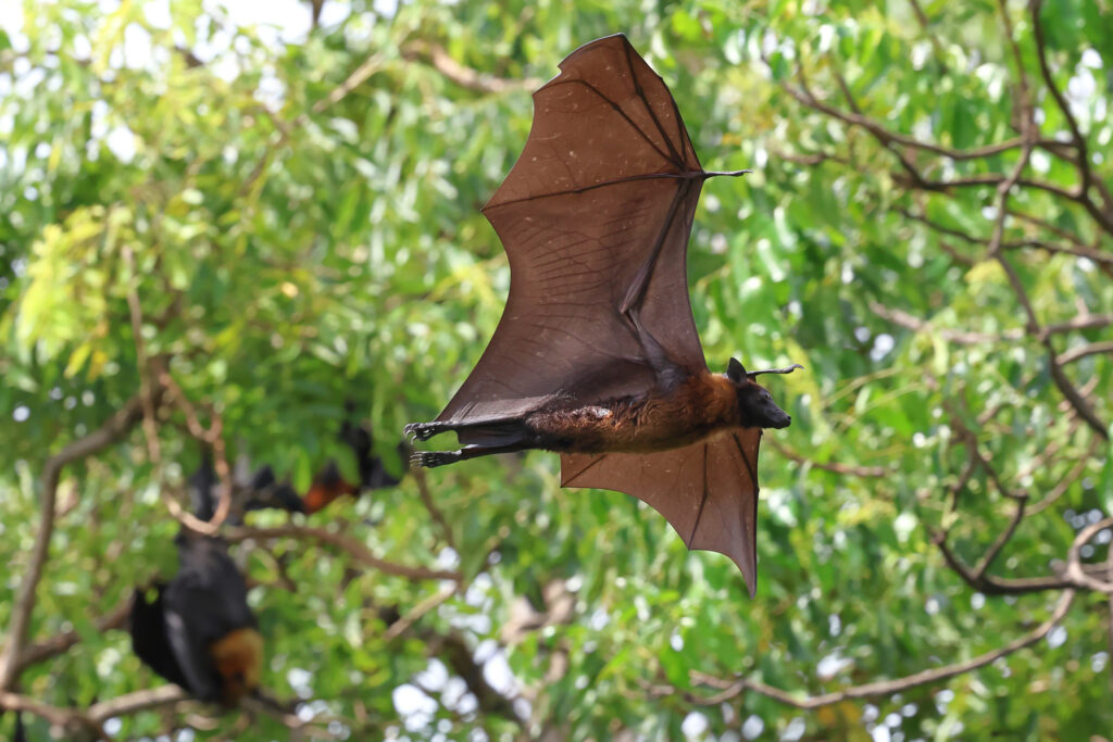 Nipah