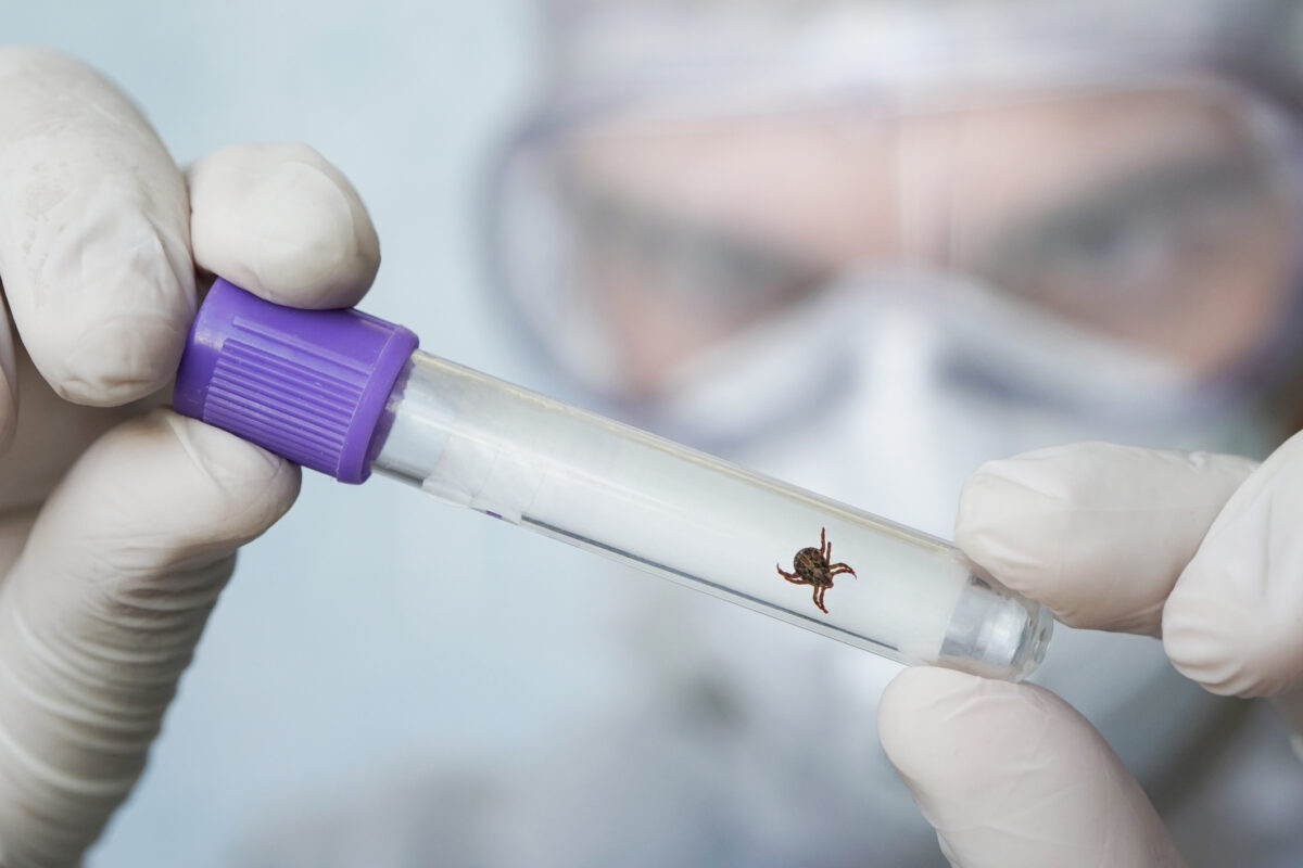 Babesia