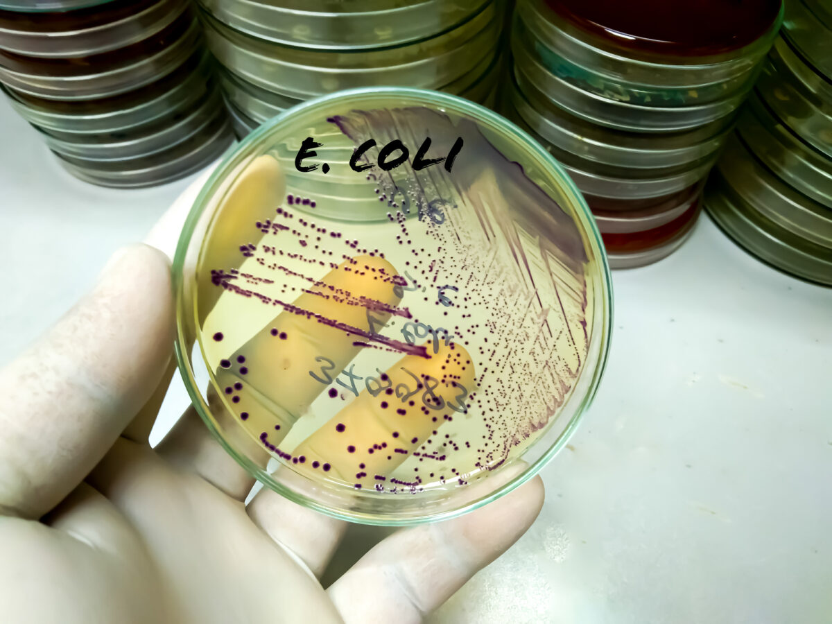E. coli
