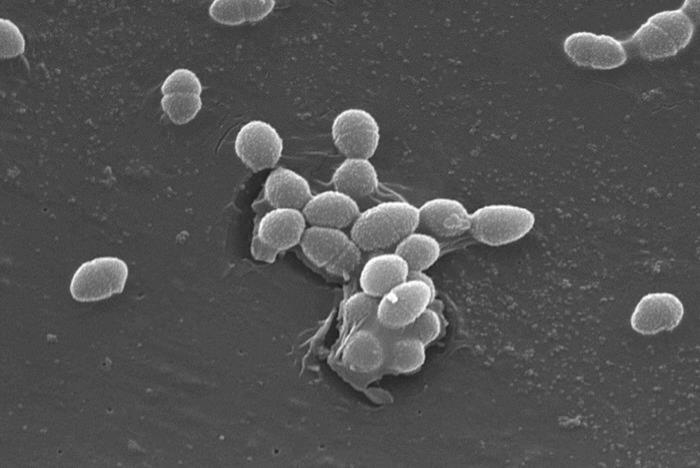 bacteria
