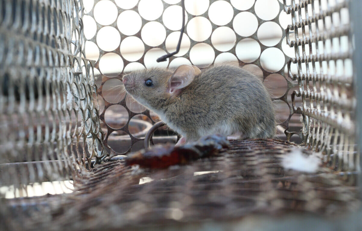 hantavirus