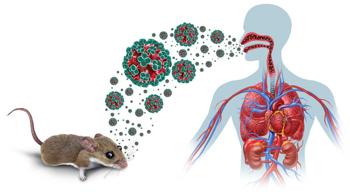 hantavirus