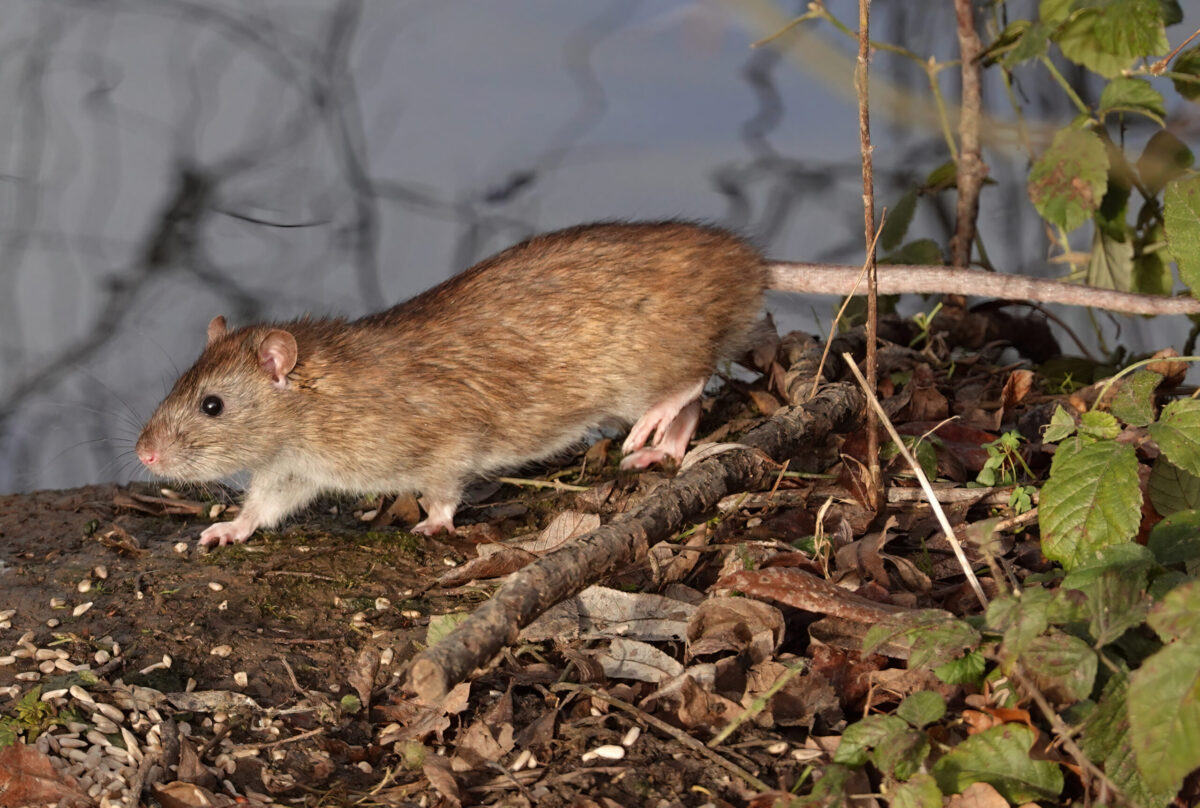 hantavirus