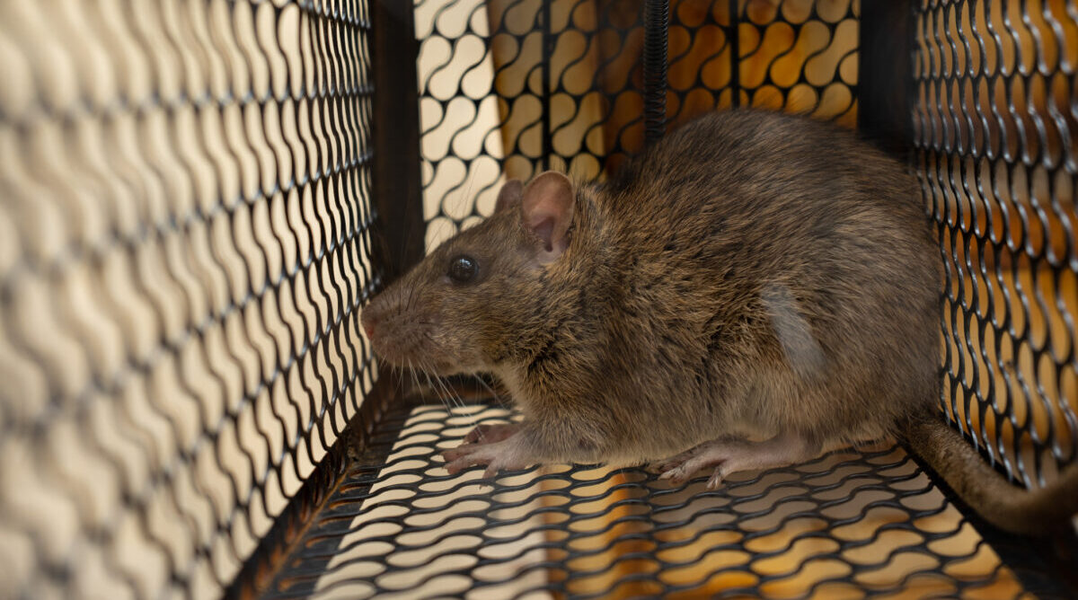 hantavirus
